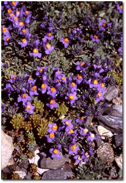  Image name: linaiola3.jpg 
 width: 416 pixel 
 height: 603 pixel 
 Size: 57728 bytes 
 Click to enlarge 